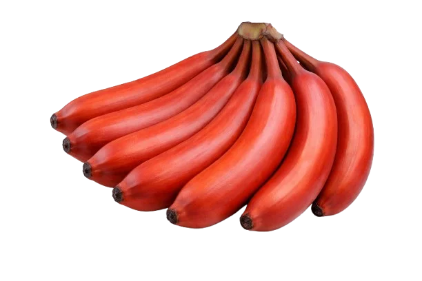 Cavendish Banana